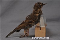 藏品(樹鷚)的圖片